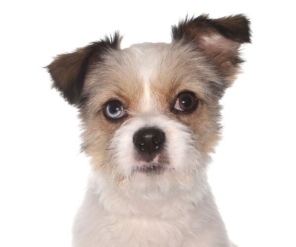 Medium Photo #4 ShiChi Puppy For Sale in Oakland Park, FL, USA