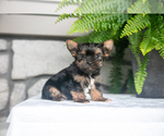 Puppy Flynn Yorkshire Terrier