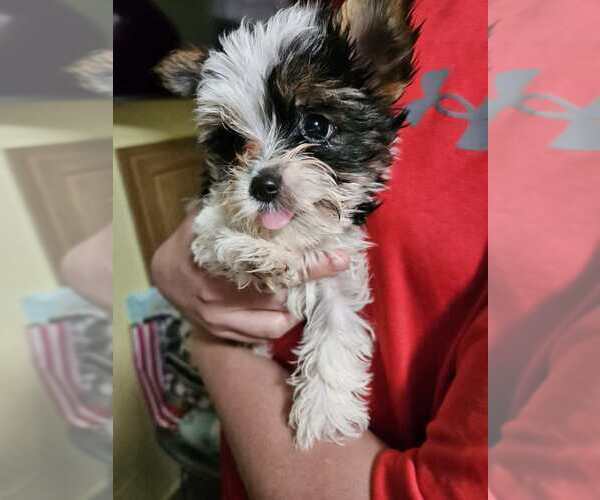 Medium Photo #8 Yorkshire Terrier Puppy For Sale in CONKLIN, NY, USA
