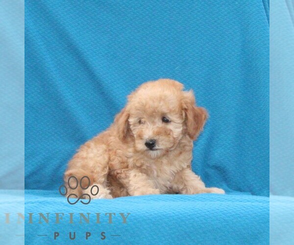 Medium Photo #3 Goldendoodle (Miniature) Puppy For Sale in AIRVILLE, PA, USA