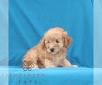 Small #2 Goldendoodle (Miniature)