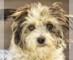 Small #2 Shih Tzu Mix