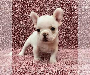 French Bulldog Puppy for sale in JOHNS ISLAND, SC, USA