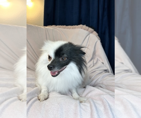 Medium Photo #1 Chiranian Puppy For Sale in DENTON, TX, USA