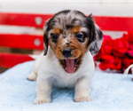 Small Photo #10 Dachshund Puppy For Sale in WAKARUSA, IN, USA