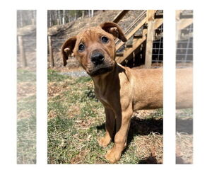 Redbone Coonhound-Unknown Mix Dogs for adoption in Mooresville, NC, USA