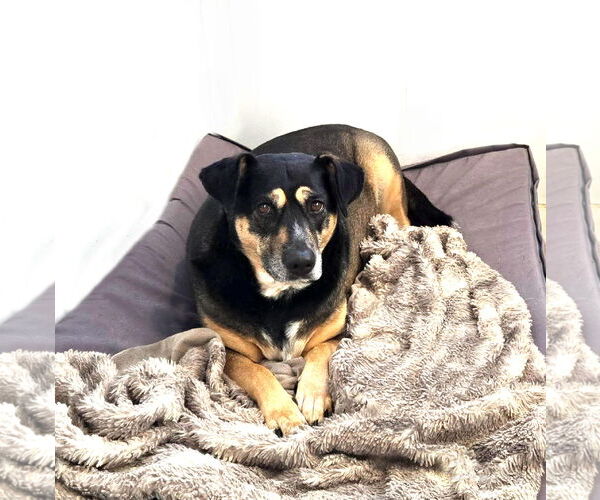 Medium Photo #6 Mutt Puppy For Sale in Unionville, PA, USA