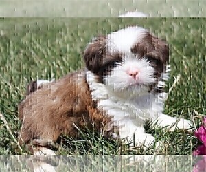 Shih Tzu Puppy for sale in FORT LAUDERDALE, FL, USA