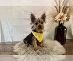 Trey - Male Yorkshire Terrier Puppy for Sale - Photo #4