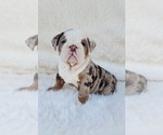 Small Bulldog
