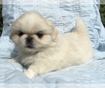 Small Pekingese