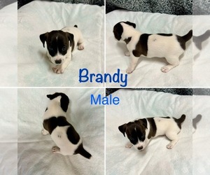 Jack Russell Terrier Puppy for sale in CARMICHAEL, CA, USA