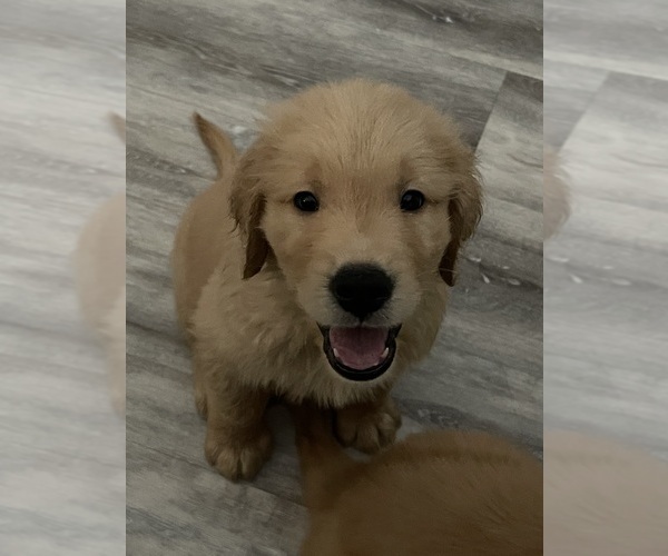 Medium Photo #1 Golden Retriever Puppy For Sale in DAVENPORT, FL, USA