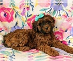 Small Photo #5 Irish Doodle Puppy For Sale in PEACH BOTTOM, PA, USA