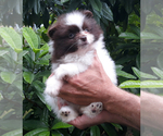 Small #43 Pomeranian