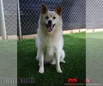 Small Photo #3 Pomsky Puppy For Sale in Maryville, TN, USA