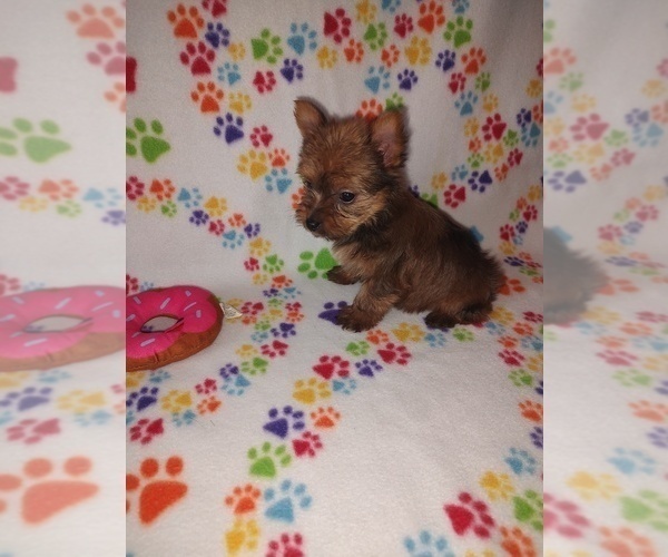 Medium Photo #17 Yorkshire Terrier Puppy For Sale in LAPEER, MI, USA