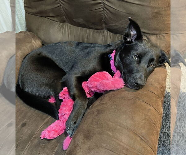 Medium Photo #5 Pointer-Unknown Mix Puppy For Sale in Fargo, ND, USA