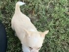 Small Photo #10 Chihuahua Puppy For Sale in CHARLESTON, SC, USA