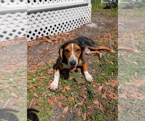 Medium Photo #18 Beagle Puppy For Sale in Dunnellon, FL, USA