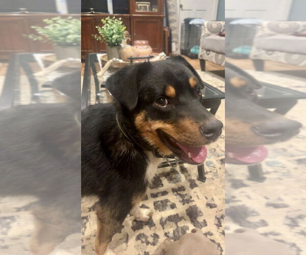 Medium Photo #6 Border Collie-Unknown Mix Puppy For Sale in Brewster, NY, USA