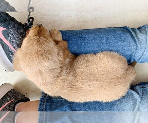 Medium Photo #7 Golden Retriever Puppy For Sale in STUARTS DRAFT, VA, USA