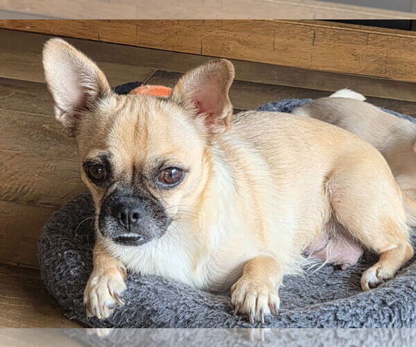 Medium Photo #7 Chug Puppy For Sale in Lake Forest, CA, USA