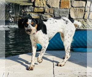 English Setter-Jack Russell Terrier Mix Dogs for adoption in Germantown, OH, USA