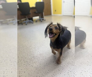 Mutt Dogs for adoption in York, SC, USA