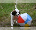 Small Photo #12 Saint Bernard Puppy For Sale in AVALON, MO, USA