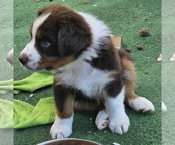 Medium Photo #9 Australian Shepherd Puppy For Sale in NELSON, VA, USA