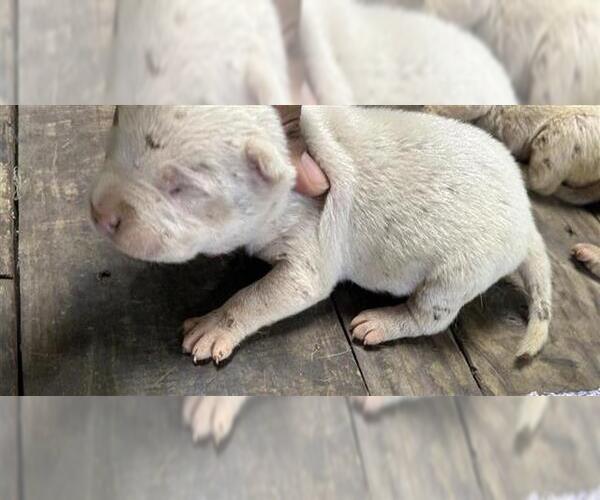 Medium Photo #1 American Pit Bull Terrier Puppy For Sale in Houston, TX, USA