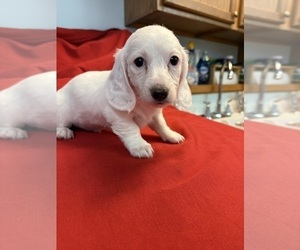 Dachshund Puppy for Sale in ASHLAND, Nebraska USA