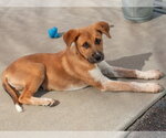 Small Texas Heeler Mix