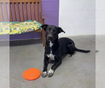 Small #1 Labrador Retriever Mix