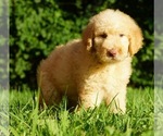 Small Photo #3 Labradoodle-Poodle (Standard) Mix Puppy For Sale in WARSAW, IN, USA