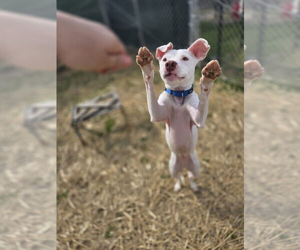 Medium Photo #2 American Pit Bull Terrier-Unknown Mix Puppy For Sale in Evansville, IN, USA