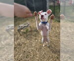 Small #1 American Pit Bull Terrier Mix