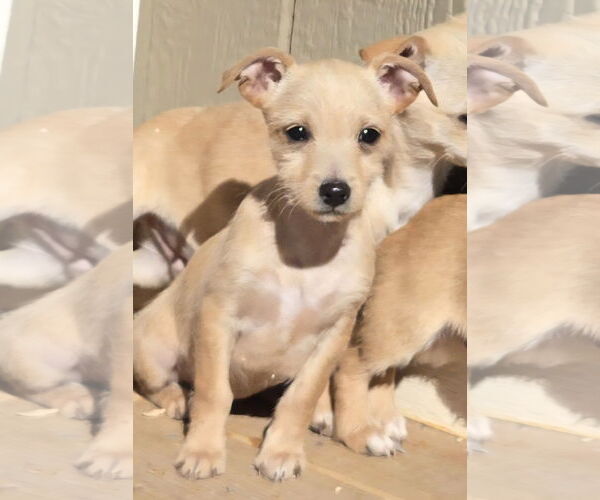 Medium Photo #1 Chihuahua-Unknown Mix Puppy For Sale in Peralta, NM, USA