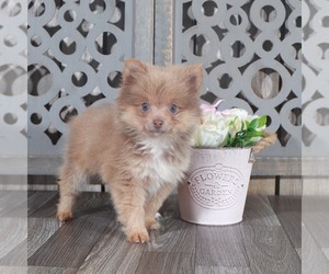 Pomeranian Puppy for sale in NAPLES, FL, USA