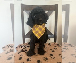 Irish Doodle-Miniature Bernedoodle Mix Litter for sale in SEVERANCE, CO, USA