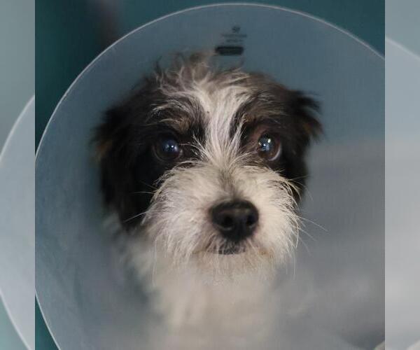 Medium Photo #1 Mutt Puppy For Sale in San Antonio, TX, USA