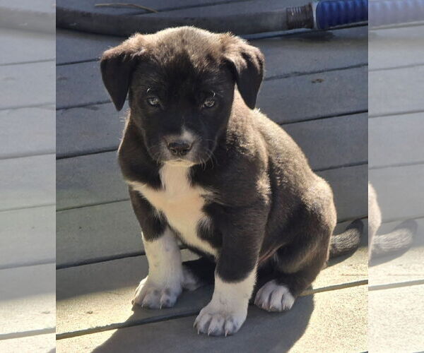 Medium Photo #2 Labrador Retriever-Unknown Mix Puppy For Sale in Alexander, AR, USA