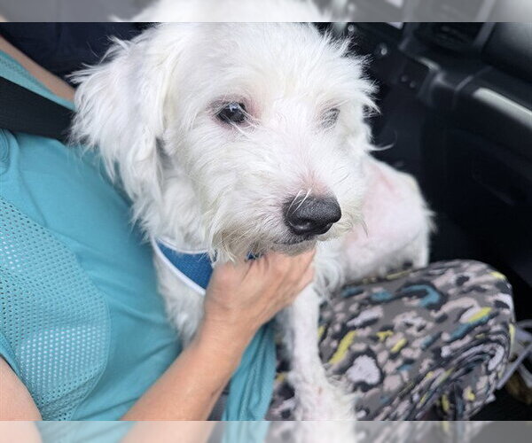 Medium Photo #1 Poodle (Standard) Puppy For Sale in Fort Lauderdale, FL, USA