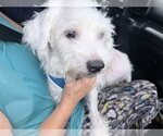 Small Poodle (Standard)