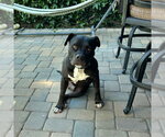 Small #2 Mutt