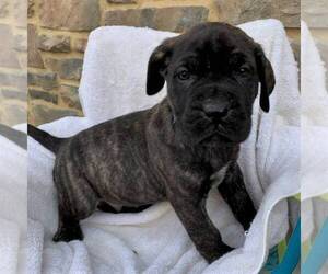 Cane Corso-Spanish Mastiff Mix Puppy for sale in GAP, PA, USA