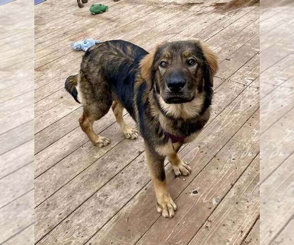 Medium Photo #1 Great Pyrenees-Unknown Mix Puppy For Sale in Mundelein, IL, USA