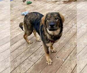 Great Pyrenees-Unknown Mix Dogs for adoption in Mundelein, IL, USA