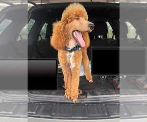 Poodle (Standard) Puppy for sale in WARE SHOALS, SC, USA